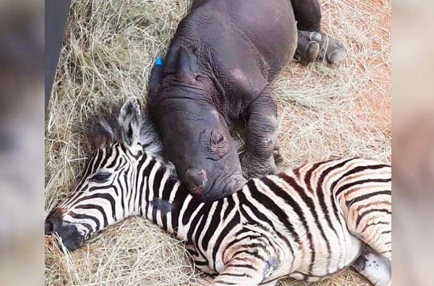  Baby zebra and orphaned Rhino became close friends in the shelter