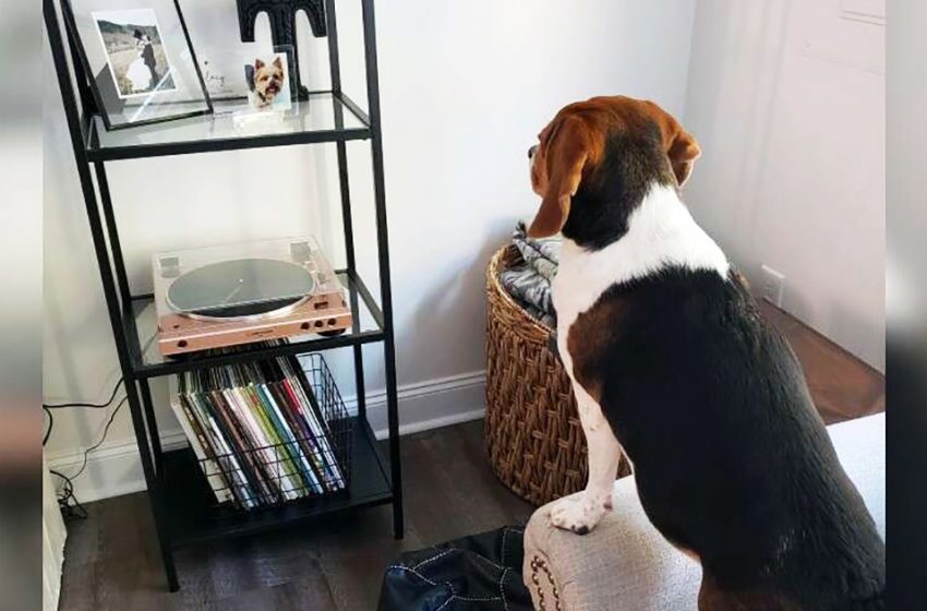  The dog’s reaction was incredible when seeing the photo of her friend who had passed away