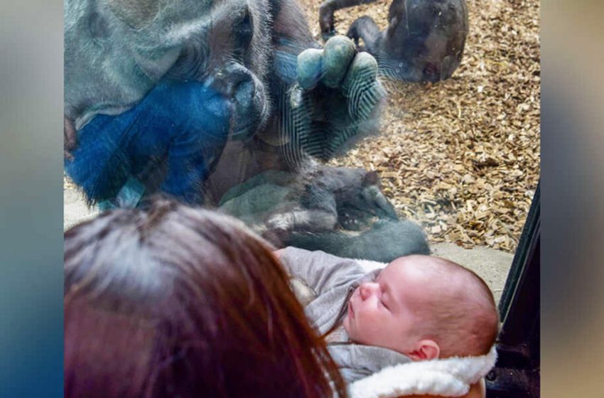  Gorilla brought her baby to introduce the woman and her baby son on the other side of glass