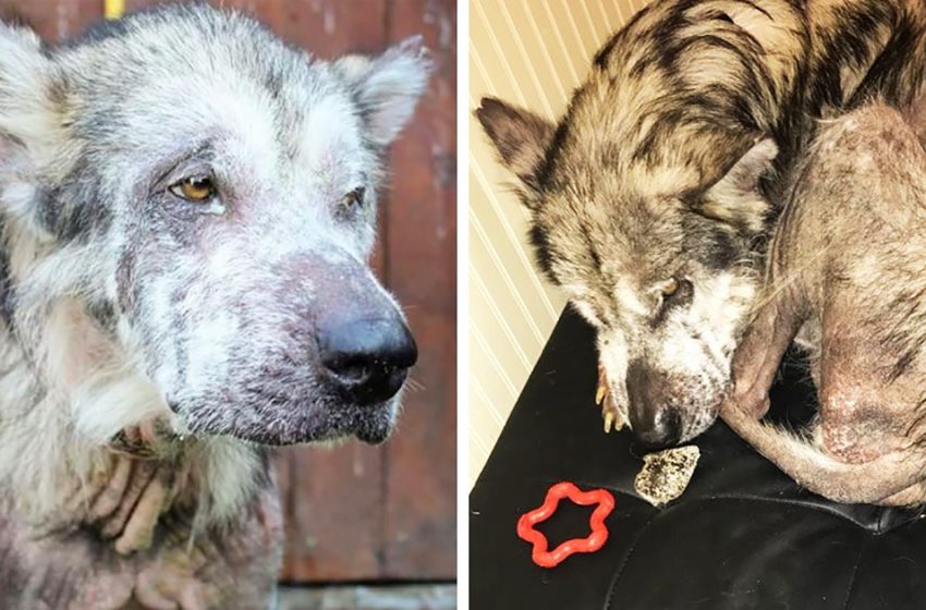  This sick and emaciated dog was taken away from negligent owners. And now you can envy his fur coat