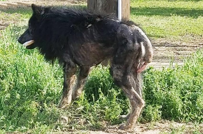  The dog looked so bad that he was mistaken for a werewolf. Six months later, he turned into a gorgeous German Shepherd