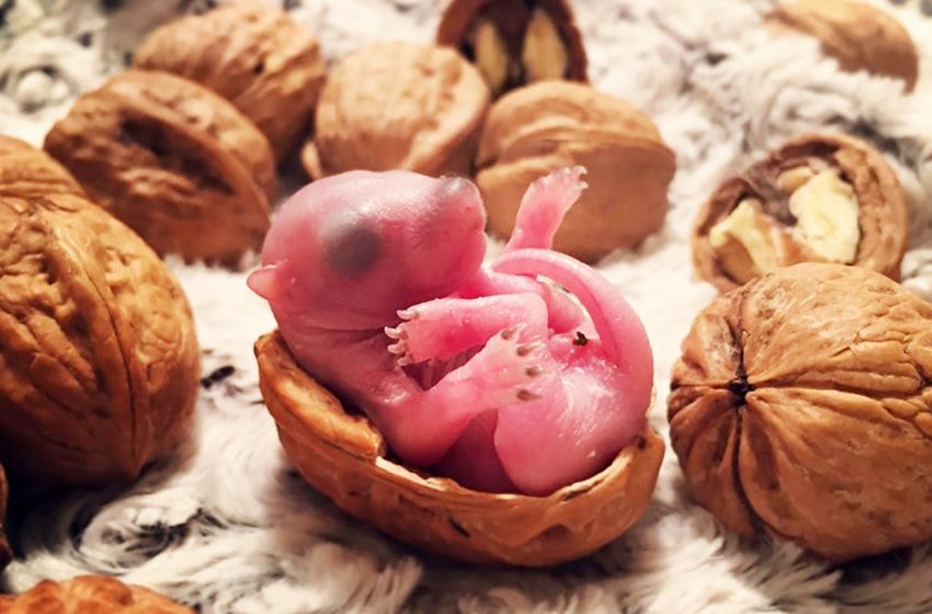  This newborn squirrel was found in one of the New York apartments and kind people raised her to be a real cutie