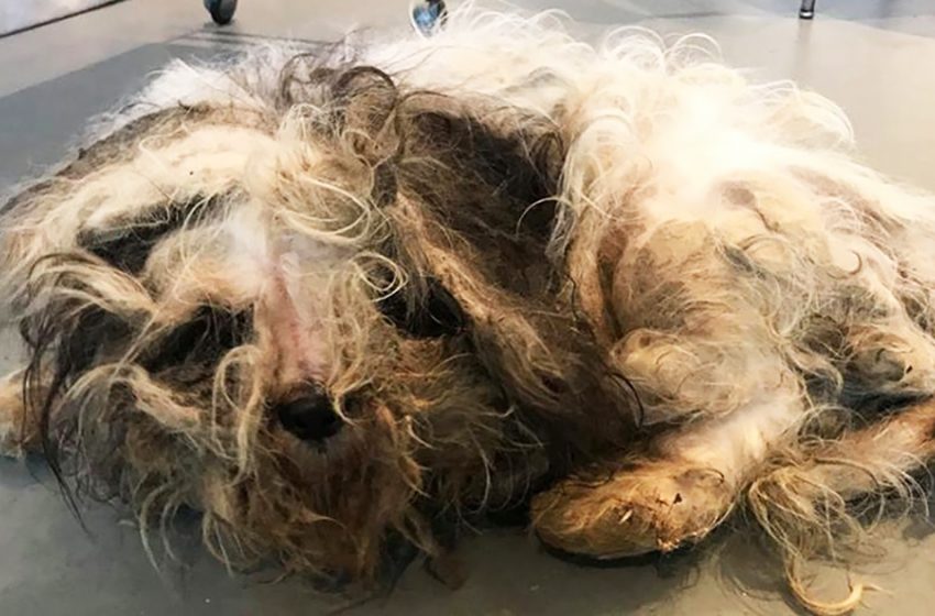  A tangled lump got to the animal rights activists. 4 vets worked 2 hours to free a cute dog