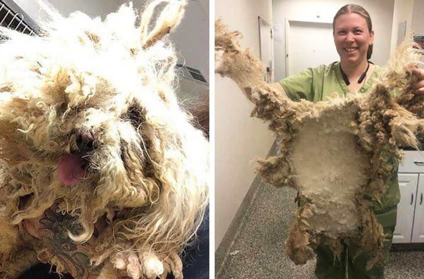  Animal rights activists cut off a whole carpet of wool from a shaggy monster. And underneath was a cute poodle