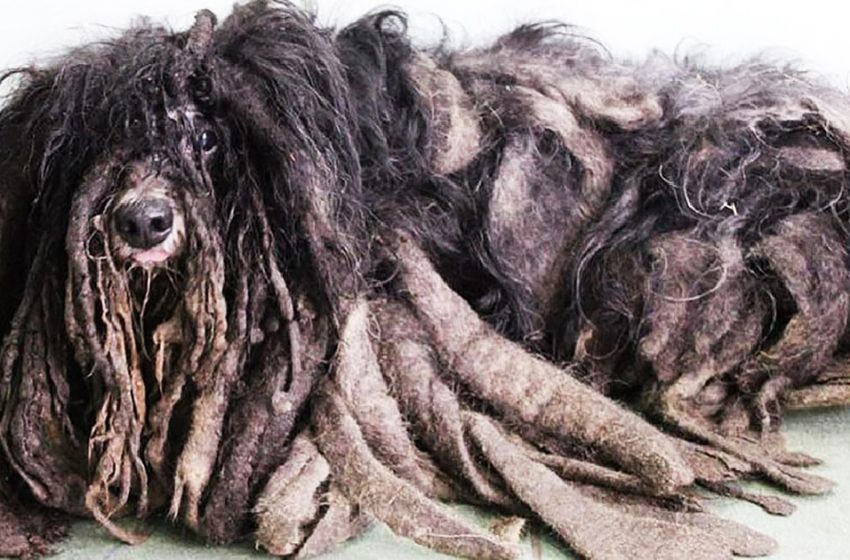  Polish animal rights activists rescued a shaggy dog who could barely walk and revealed his glorious muzzle to the world