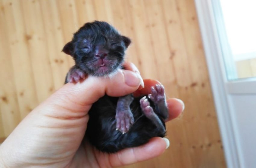  This cat looked completely normal in her childhood but later she suddenly erupted into a human face