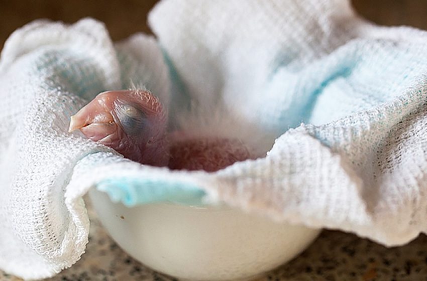  The girl showed the process of turning a newborn chick into a gorgeous parrot, photographing how he grew up