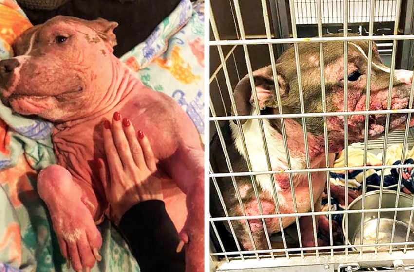  This dog was almost bald and sick, but he fell into the right hands, and now he is unrecognizable!