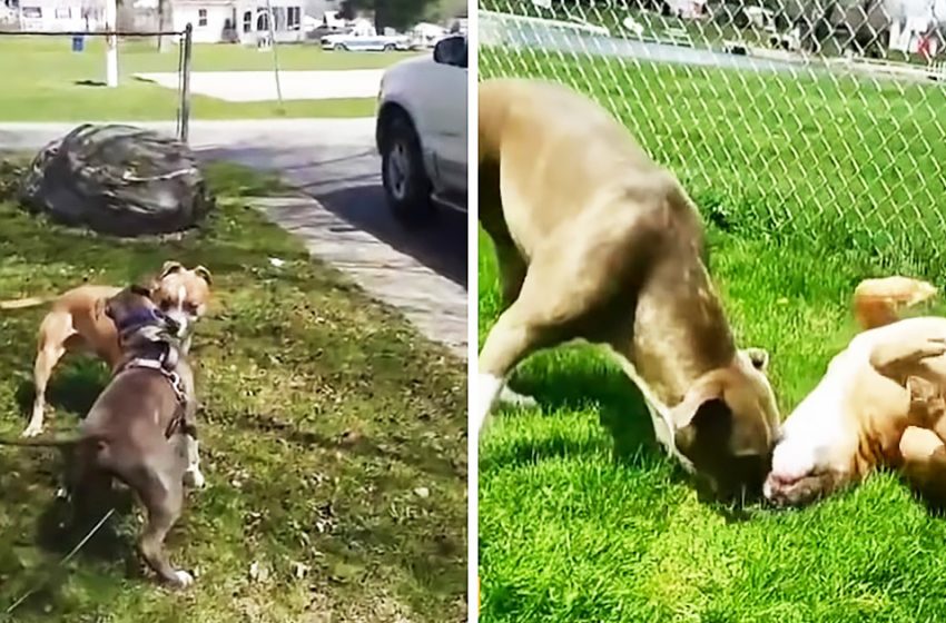  The man found his dog’s friend and reunited them