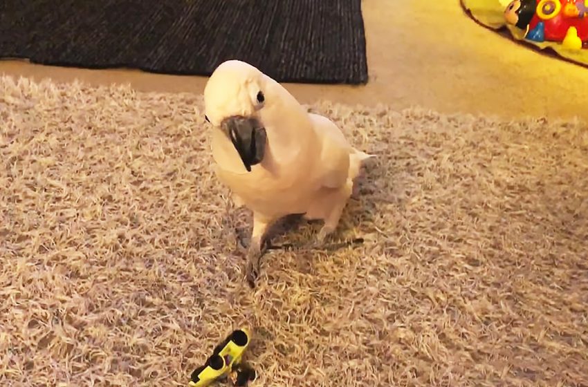  The active cockatoo is always cheering his owners with his amusing behavior