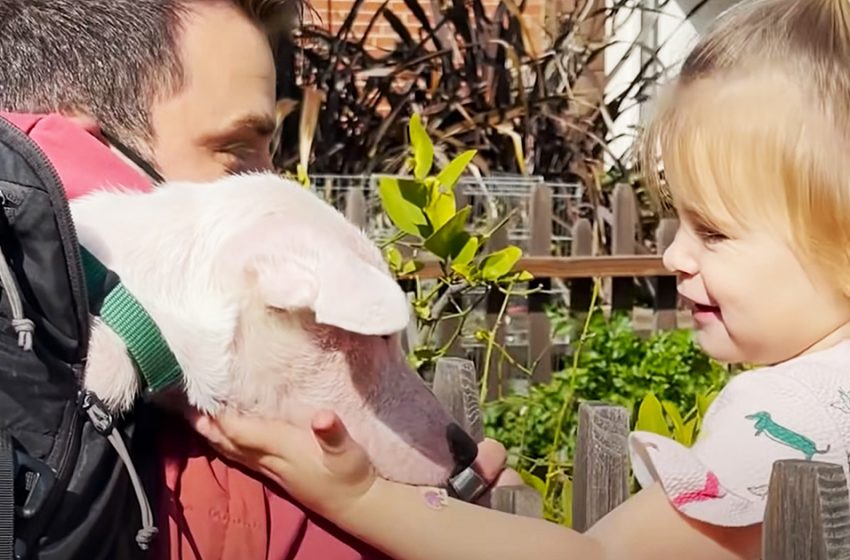  The two-year-old girl became best friends with the deaf dog