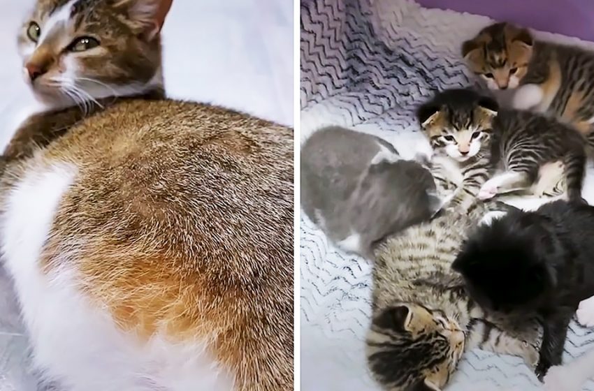  The pregnant rescue cat gave birth to 6 tiny kittens