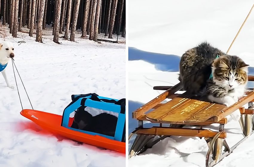  The dog pulls the cat in sled and she enjoys it