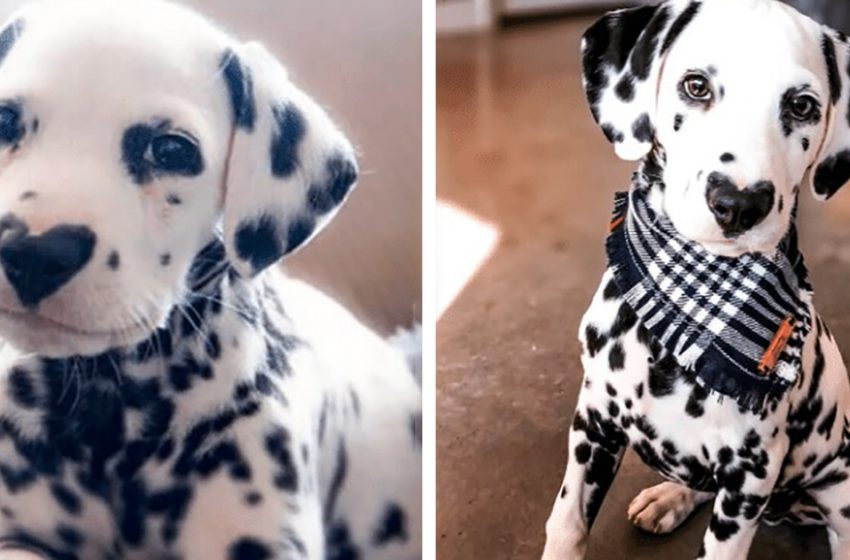  The sweetest Dalmatian dog has a heart on his nose