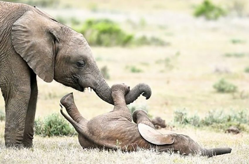  Baby elephant is rolling on the ground when his older brother tickles his belly