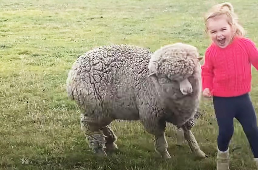  The orphaned lamb feels as a puppy with the little girl