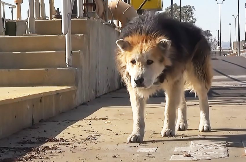  The rescued old dog became a handsome boy due to kind people