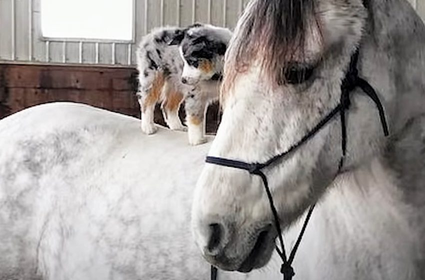  The wonderful mare allows his best friend dog to ride on his back