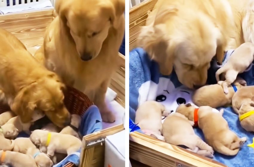  Golden Retriever couple displayed their great love towards their babies