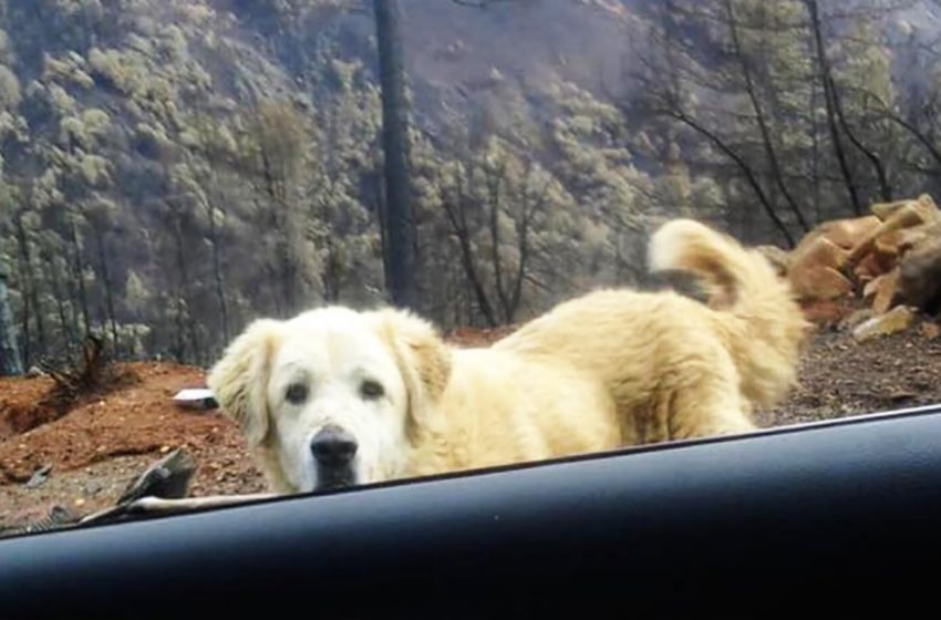  The woman was unable to pick up the dog, evacuating during a fire. He waited for her in the ashes for a whole month