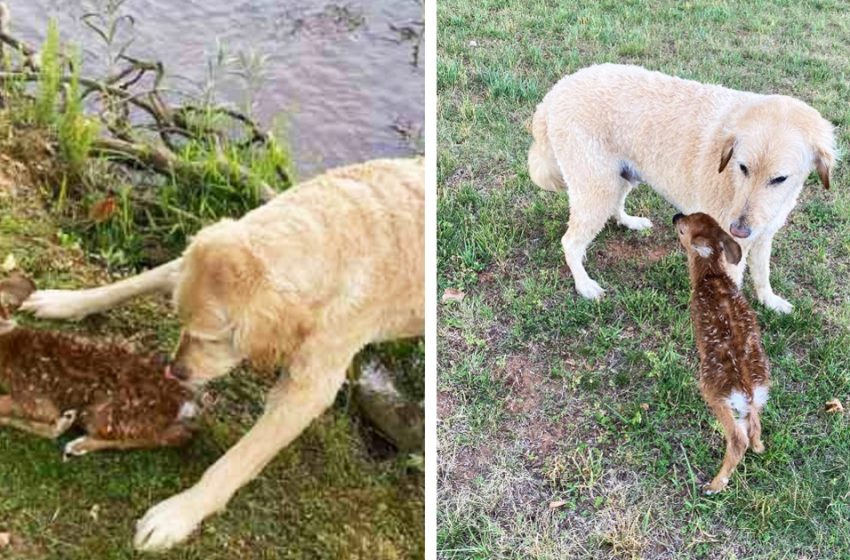  The brave dog saved the tiny fawn from drawning and cared for her