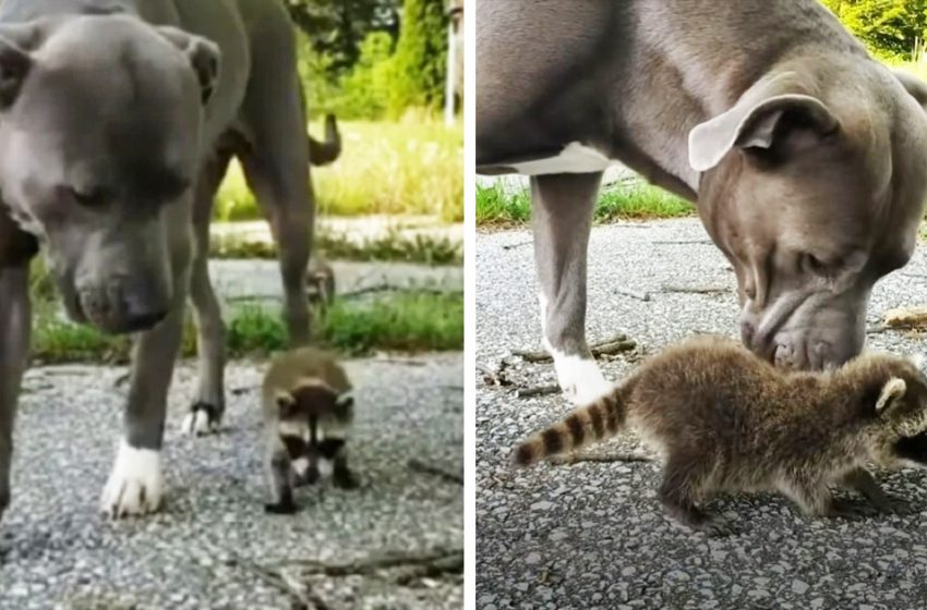  The lovely pit bull adopted tiny raccoons lost their mom