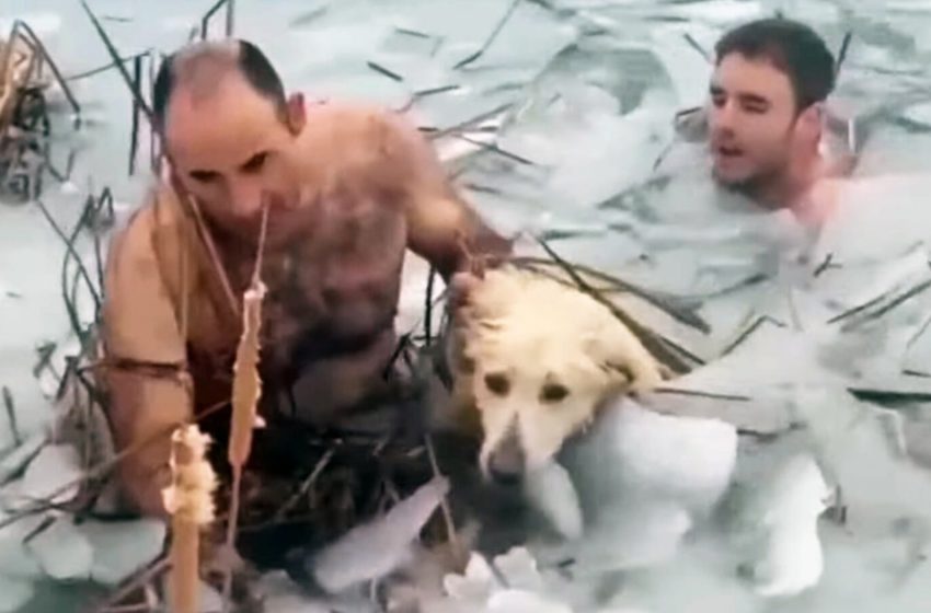  Brave officers jumped into the icy water and saved the drowning dog