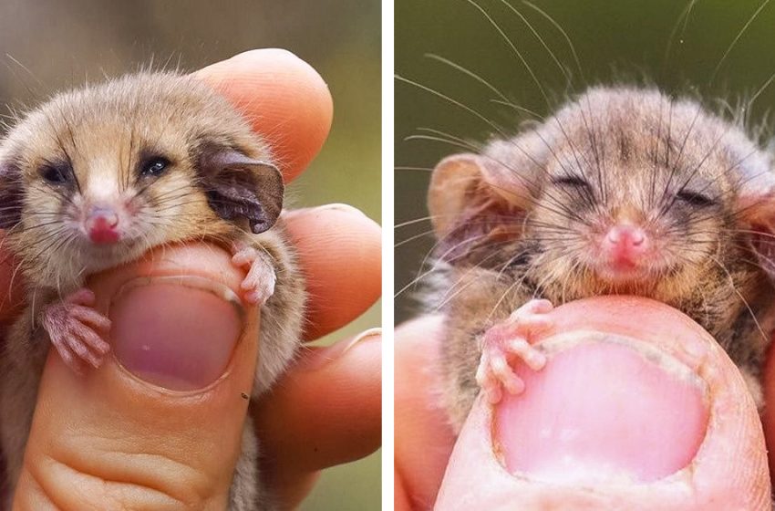  The little possum was found after the huge fire in Australia