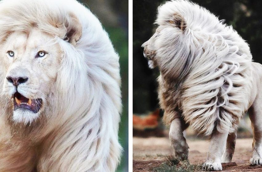  The wildlife photographer memorialized the prettiness of the white lion