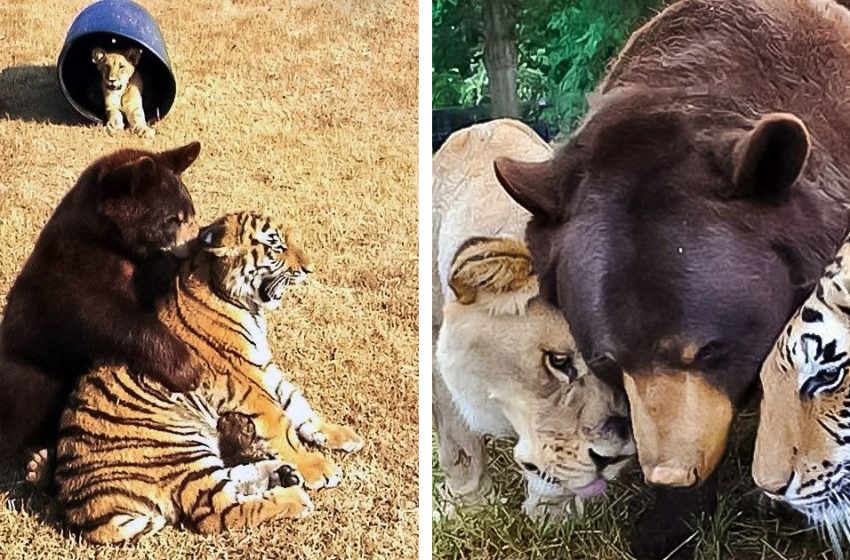  The lion, bear and tiger decided to live together after rescued from the horrific condition