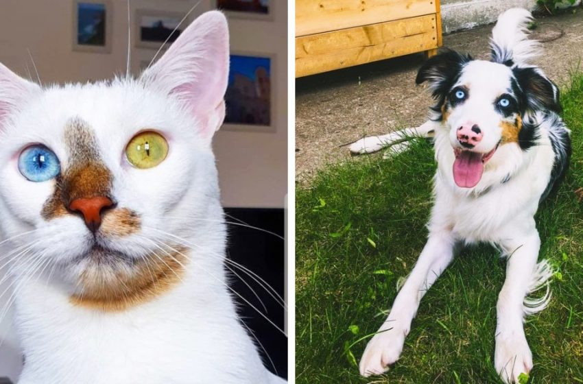  10 pets, over whose color nature did its best, turning them into a living work of art