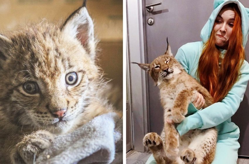  A girl from Russia rescued two lynxes from a fur farm and gave them a new life with dogs and horses