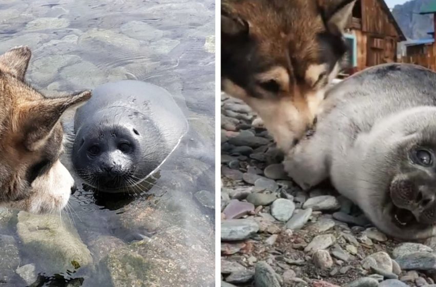  On Lake Baikal, a dog helped save a baby seal, mistaking him for a puppy. And they created a great friendship