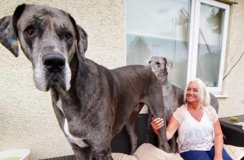  Great Dane Freddie holds two world records. And from his pictures it’s easy to guess at least one thing