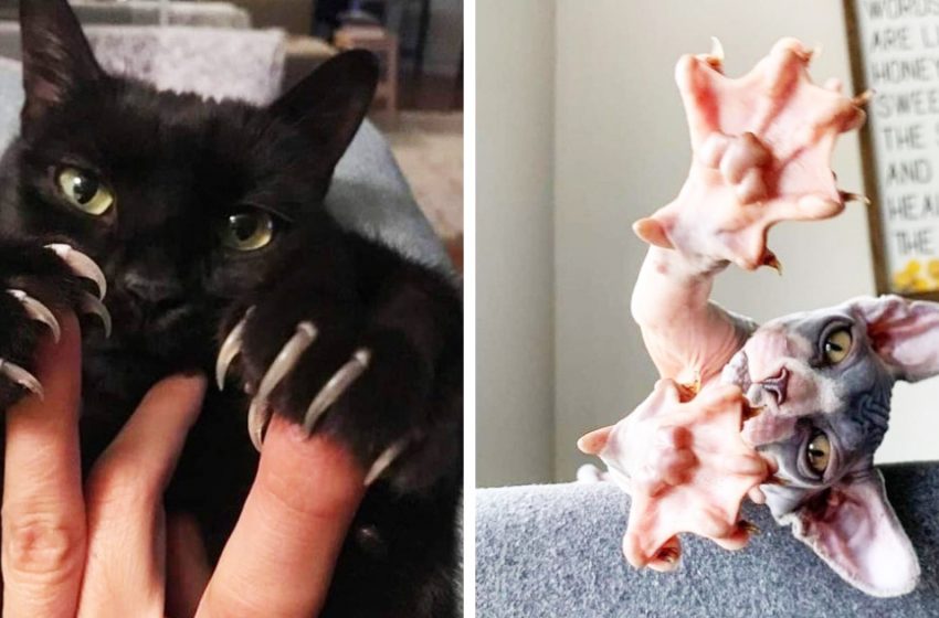  10 Photos Of Cats That Activated Hunter Mode And Showed The World Their Claws