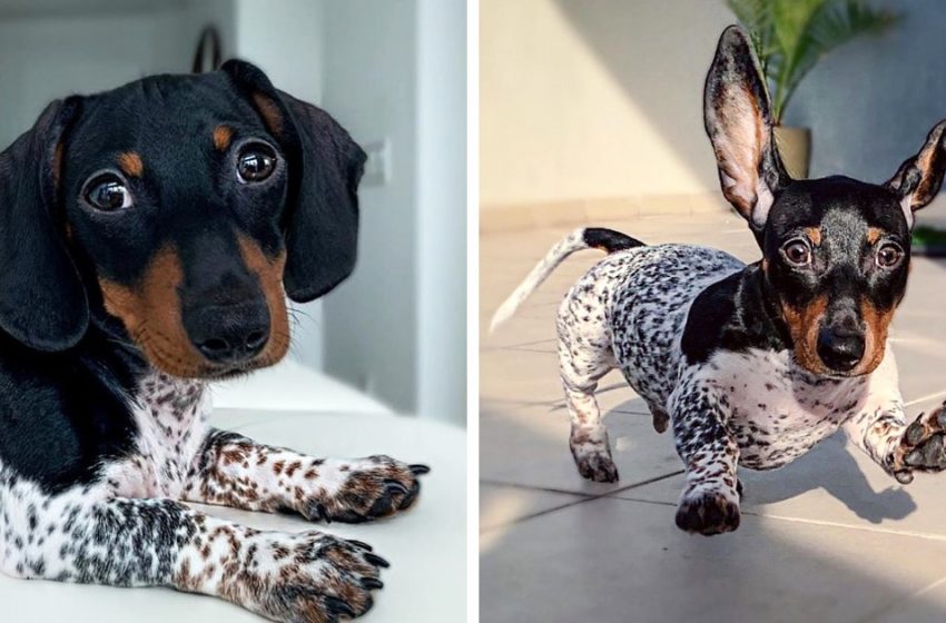  This dog was born with a color that people think he wears a suit — but this is a gift from nature