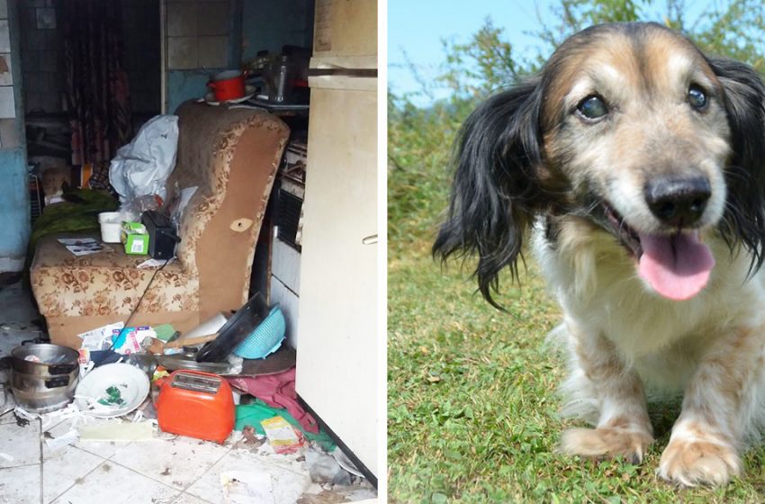  Completely blind dog was saved from the neglected home and came back to life