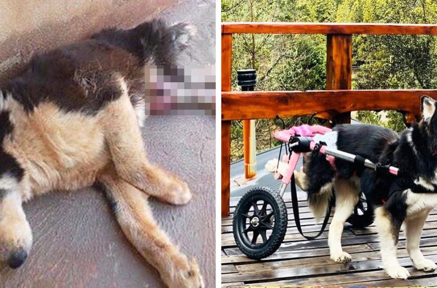  The dog was given second chance to live