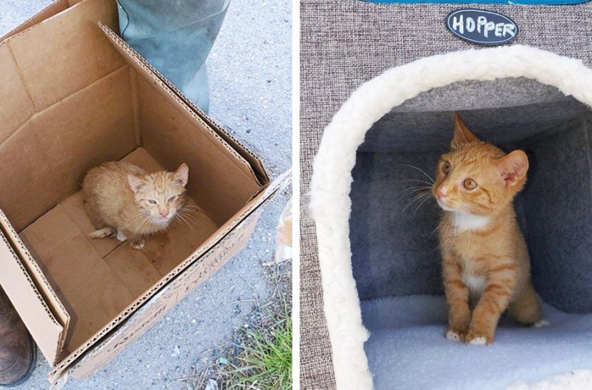  The tiny kitten was found in the garbage and rescued by good-natured people