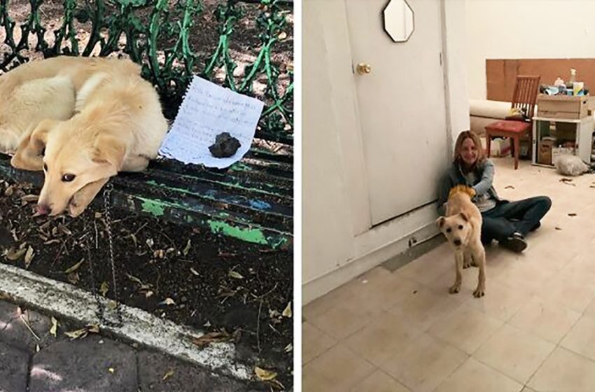  The child left his dog in the park as his parents treated him cruely