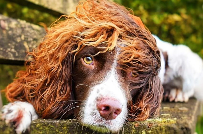  A dog named Finley delights people with his hair, and his photos are  worth publishing on Vogue