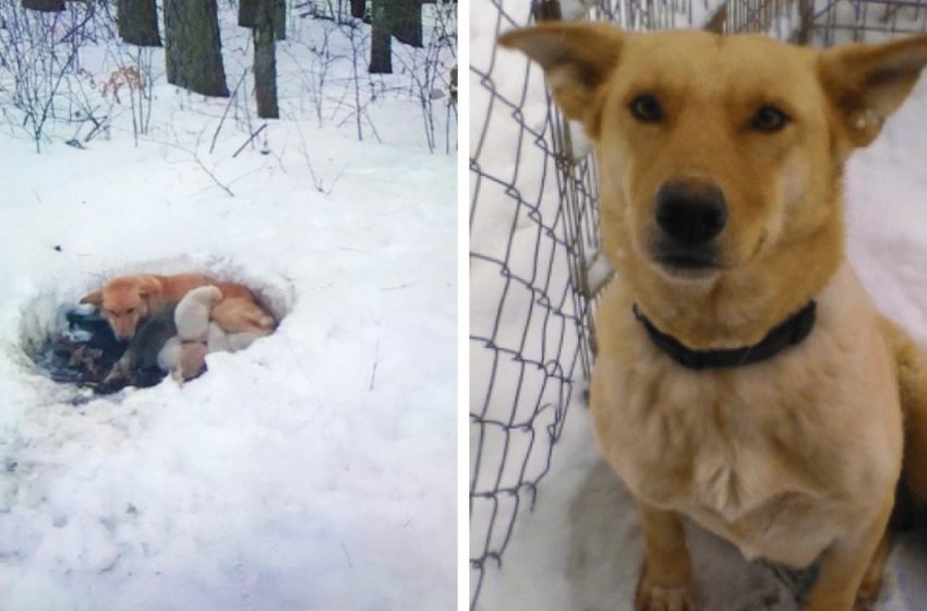  People rescued a dog that lived in the snow along with 6 puppies. And this supermom didn’t leave them no matter what!