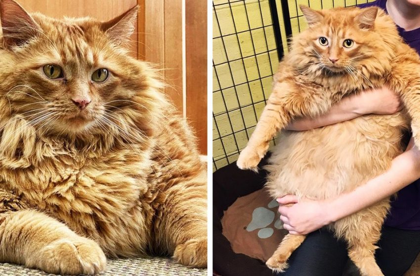  A cat named Bazooka ended up in a shelter and became a star