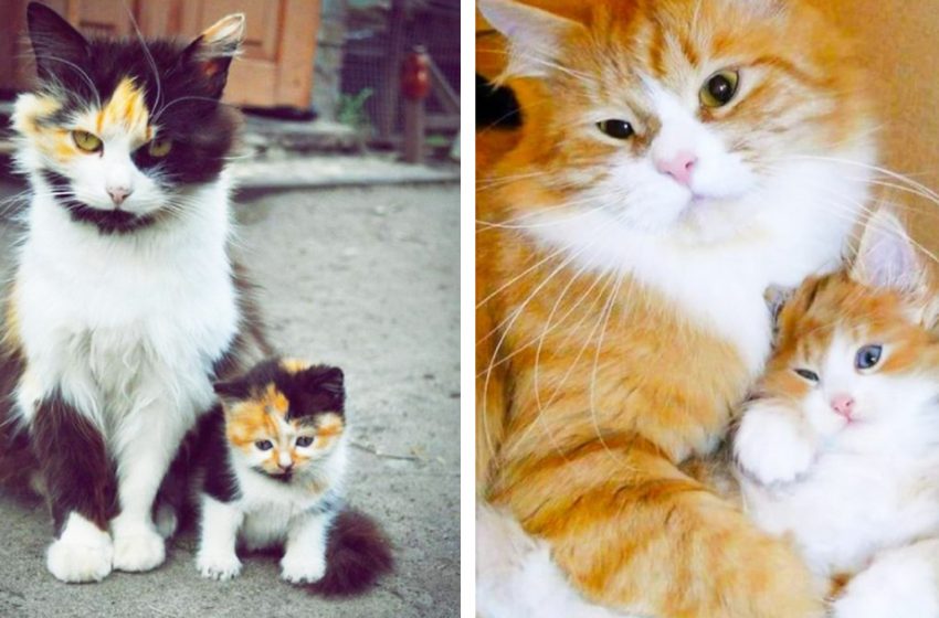  Cat moms and their kittens, who are like each other as two drops of water