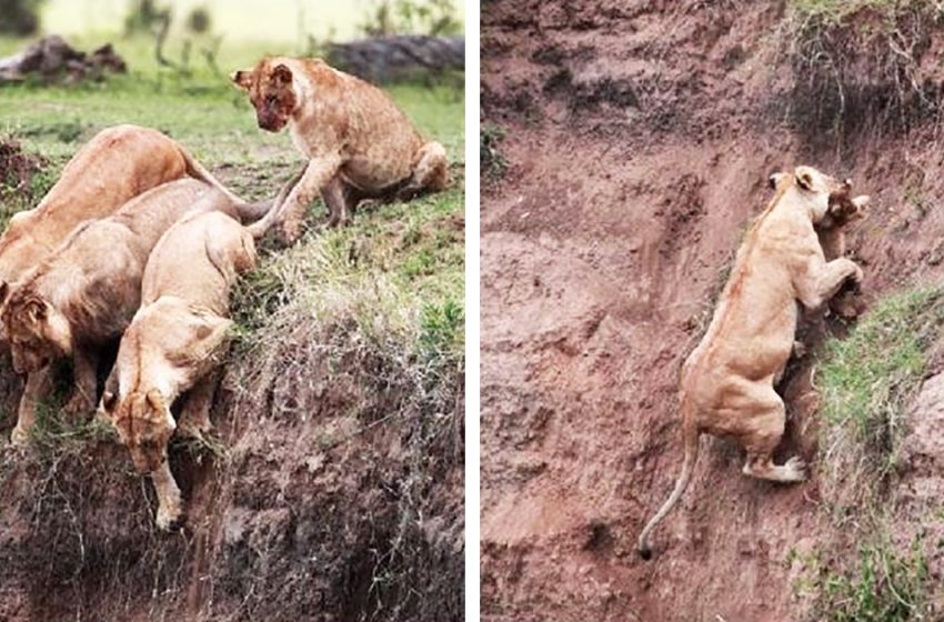  A little lion cub fell into a ravine and slid down and down