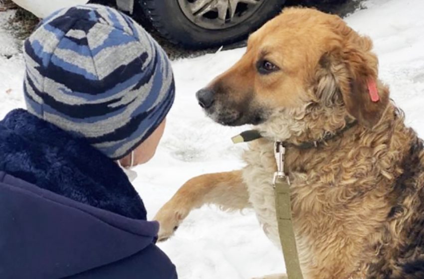  A homeless dog in the garbage was begging for help