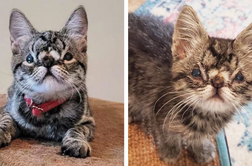  This adorable kitten is unique with her «squishy» face