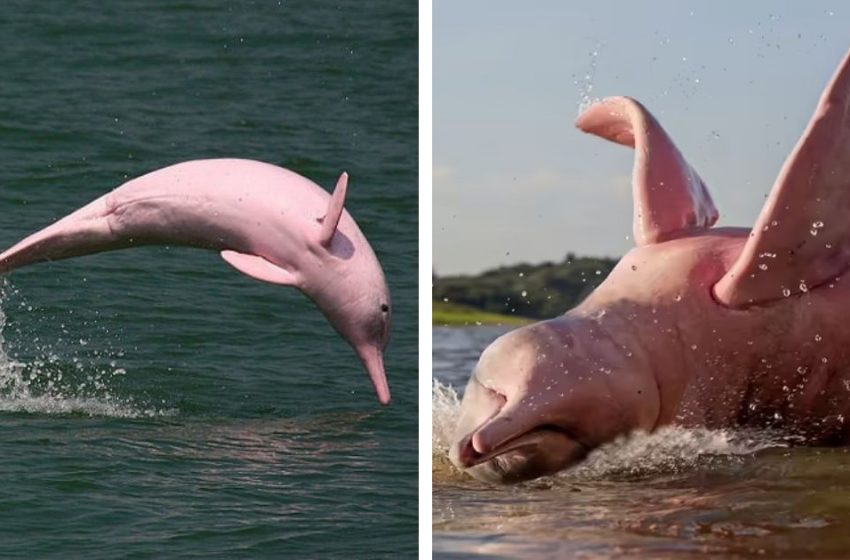  The wonderful pink Amazon River dolphins really exist