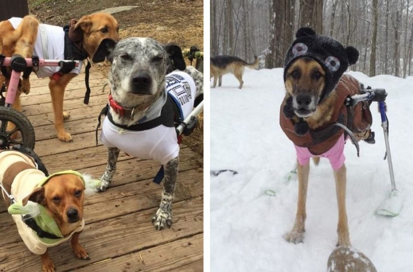  The woman adopted 6 needed dogs who now live a full life