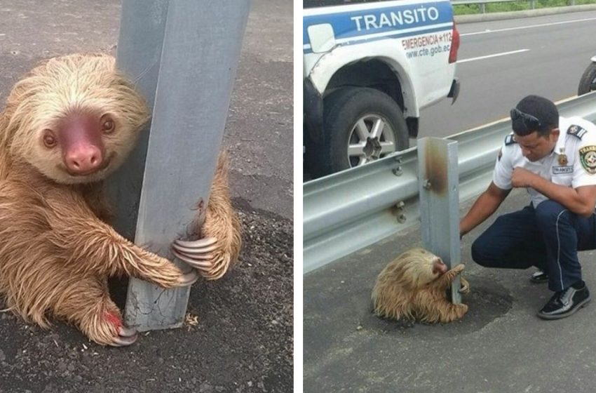  Police helped the little sloth appearing on the road